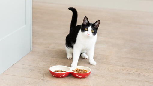 Cat food best sale tray with sides